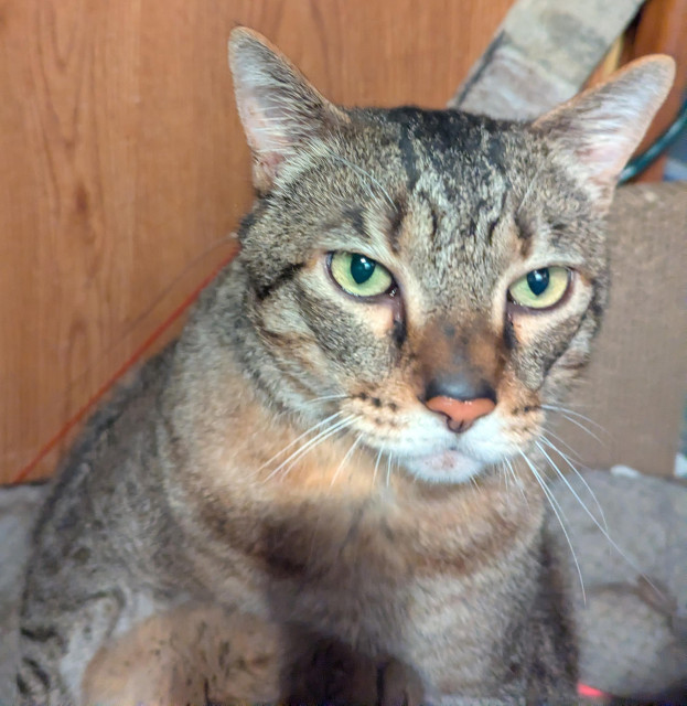 Waffles the three-legged, chonky, tabby cat, staring down the camera like the camera owes him a bunch of fishy treats.