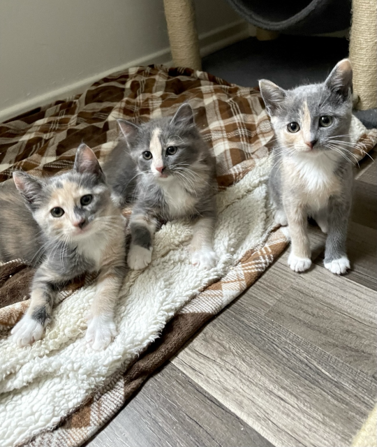 Three small dilute calico kittens on a brown and cream blanket. Two are laying down, one sitting. Each have unique markings