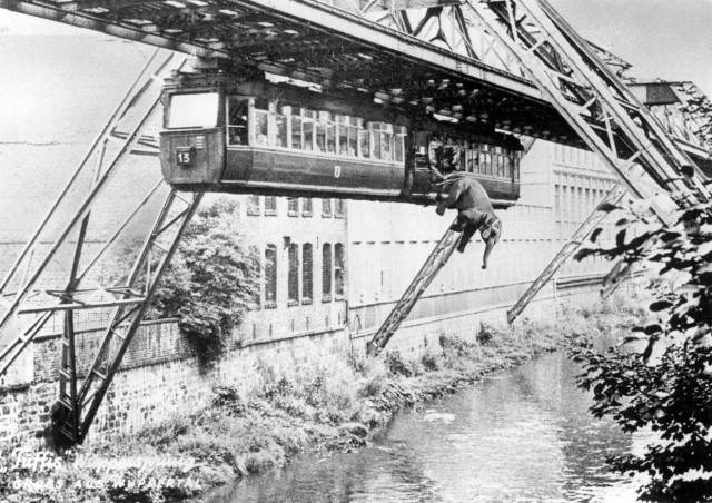 Vor 65 Jahren hatte die Elefantin Tuffi genug vom Presserummel und brach aus der Fahrkabine der Wuppertaler Schwebebahn aus und fiel (unverletzt) in den darunterliegenden Fluss
