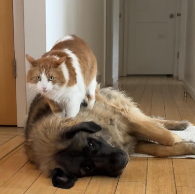 Tiny Sir, a long haired orange and white cat, stands on Clover the Leonberger. Clover is very good natured about this. She is a large brown dog, very furry. She has a black face and expressive brown eyes. 