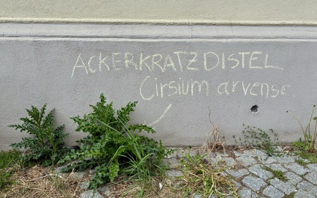 Grünzeug wächst im urbanen Kontext. Darüber mit Kreide geschrieben: „Ackerkratzdistel, Cirsium arvense“