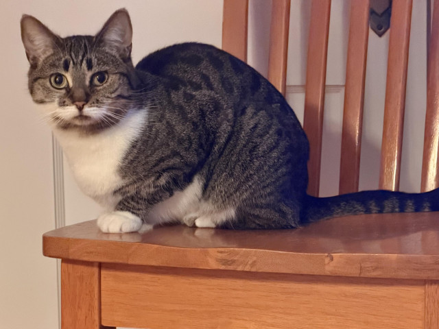 Brown & white Tabby squatting on a wooden chair