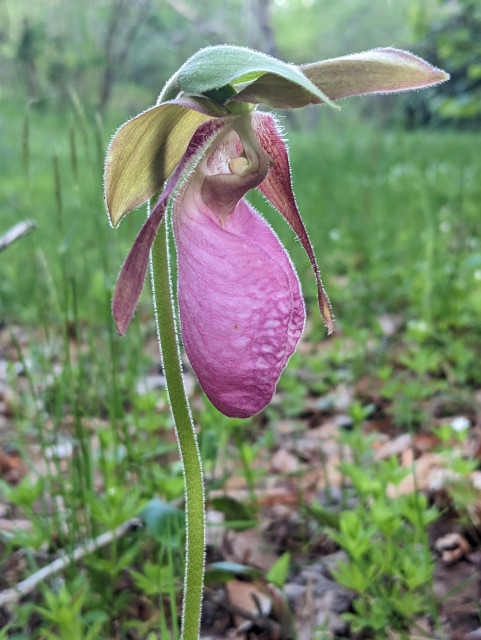 Single pink lady's slipper flower in front of a mostly green lawn (some brown leaves can be seen between ground phlox in the foreground)