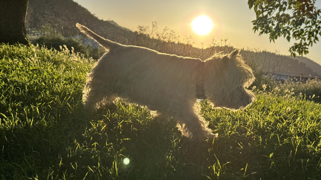 a westie walking in grass backlit by late evening sun