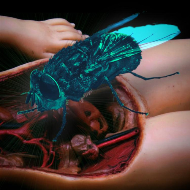 An 18th century wax anatomical model depicting a woman's torso, the skin removed to reveal the organs. Perched on the torso is an enormous fly, its face in her stomach.

Image:
Fir0002/Flagstaffotos (modified)
https://commons.wikimedia.org/wiki/File:Calliphora_augur_whitebackground.jpg

GFDL 1.2
https://www.gnu.org/licenses/fdl-1.3.html
