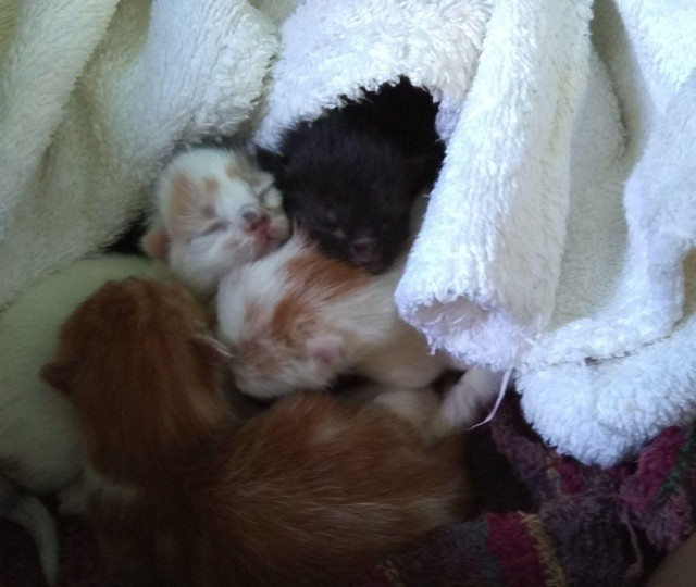A pile of 1 day old kittens on top of some towels. The kittens look like furry potatoes in all sorts of colours.