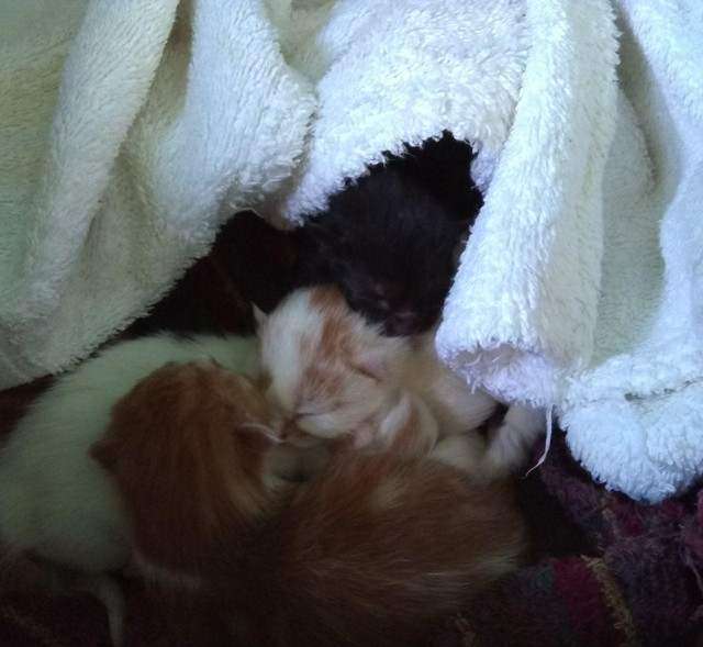 A different angle of the same pile of 5 potato kittens. There is a black one, a white with orange patches one, a mostly orange one and the rest are hidden.