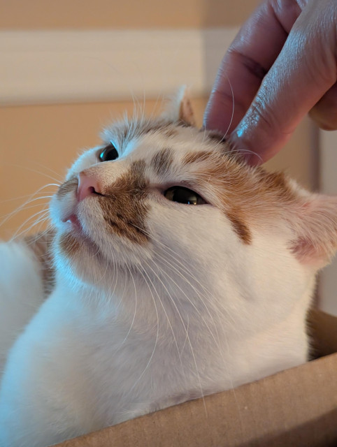 A close up of Peaches the white with orange patches cat, having her head scritched.