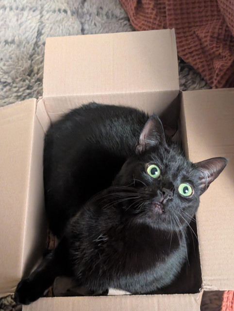 Jiji the black cat lying in a box with a look of bewilderment.