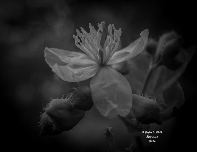 The greater celandine (Chelidonium majus) prefers nitrogen-rich soils and tends to be thermophilic. In Germany, it grows in parks and along roadsides. Seed dispersal occurs via myrmecochory; ants are attracted by means of a lure (an elaiosome). In the case of C. majus, this takes the form of a fleshy outgrowth (a caruncle).
© StefanFWirth

Important! As a freelancer, I rely on funding—even through small donations—to support my work. Please support me:
https://ko-fi.com/sfwirth

Low key black and white macro photography of a blossom in urban park Rehberge in Berlin.

Photos
© S.F. Wirth, May 2026