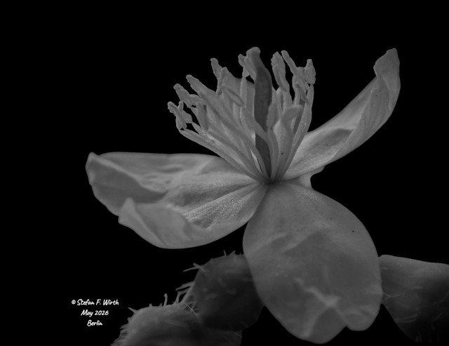 The greater celandine (Chelidonium majus) prefers nitrogen-rich soils and tends to be thermophilic. In Germany, it grows in parks and along roadsides. Seed dispersal occurs via myrmecochory; ants are attracted by means of a lure (an elaiosome). In the case of C. majus, this takes the form of a fleshy outgrowth (a caruncle).
© StefanFWirth

Important! As a freelancer, I rely on funding—even through small donations—to support my work. Please support me:
https://ko-fi.com/sfwirth

Low key black and white macro photography of a blossom in urban park Rehberge in Berlin, zoomed in and isolated in front of a black background.

Photos
© S.F. Wirth, May 2026