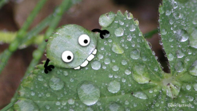 A close up photo of a jagged pale green leaf covered in rain drops of differing sizes, one larger one near the top left edge. I have scribbled two big round eyes on this large drop, and added teeth as if it is chomping on the leaf. Two simple arms reach over to hold on to the edge.
