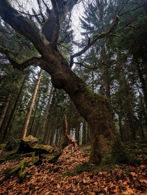 A towering European beech tree in a dense forest, its thick, moss-covered trunk and sprawling branches dominating the scene. The forest floor is carpeted with fallen brown leaves and patches of green moss, while tall conifers fill the background under a muted, overcast sky.