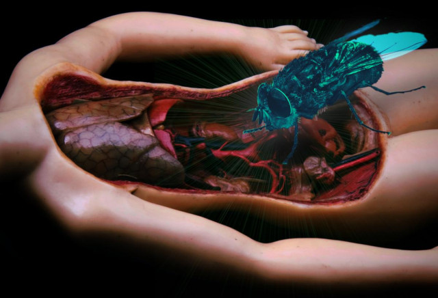 An 18th century wax anatomical model depicting a woman's torso, the skin removed to reveal the organs. Perched on the torso is an enormous fly, its face in her stomach.

Image:
Fir0002/Flagstaffotos (modified)
https://commons.wikimedia.org/wiki/File:Calliphora_augur_whitebackground.jpg

GFDL 1.2
https://www.gnu.org/licenses/fdl-1.3.html
