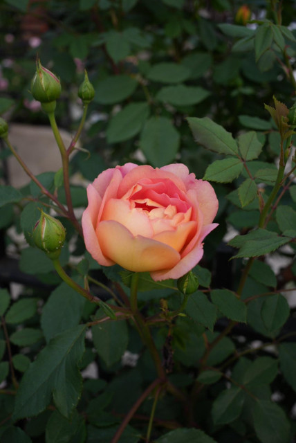 orange rose