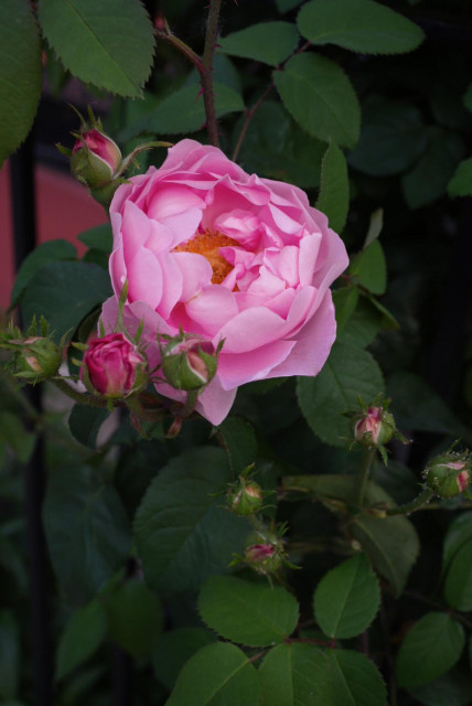 pink rose with flowering buds