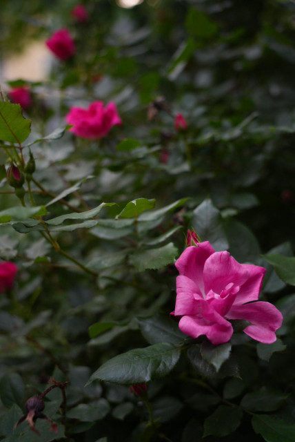 magenta roses