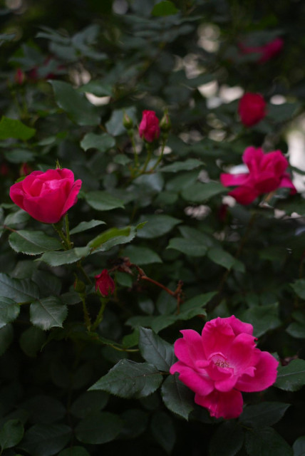 deep magenta roses