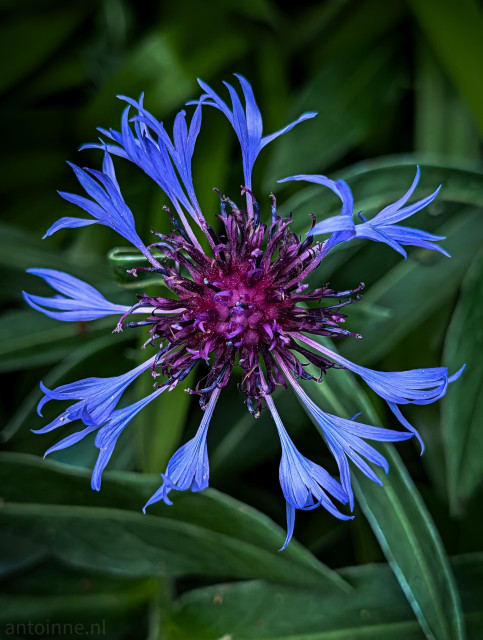 A cornflower with a dense, intricate cluster of deep blue and magenta disk florets. The petals split at the ends into delicate, feather-like fringes, giving the flower its signature starburst or ragged appearance.

The background is composed of softly blurred, deep green lance-shaped leaves. This shallow depth of field creates a strong contrast, making the vivid blues and purples of the blossom vividly pop forward.
