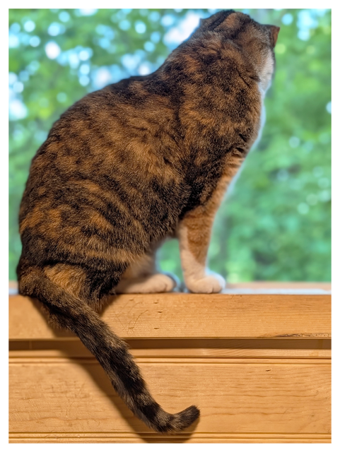 a calico cat with white paws sits on a wooden windowsill, looking away and down into the green woods through a screened window. her tail hangs below. 