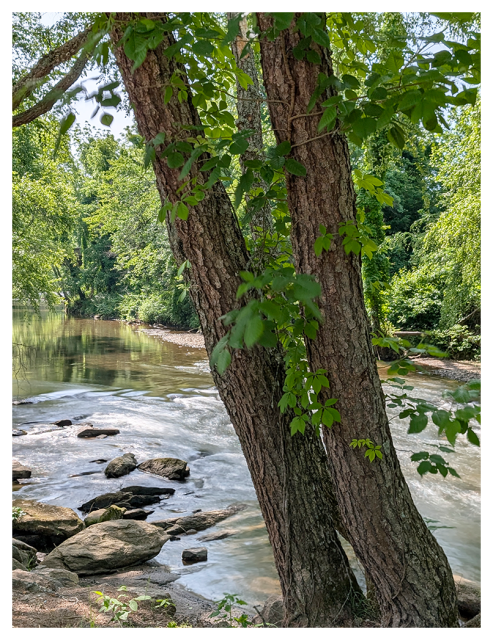 two large trees with textured bark stand side by side by a gently flowing river. green leaves and foliage surround the trunks, and smooth stones lie in the clear water, with sunlight filtering through the dense, leafy background.