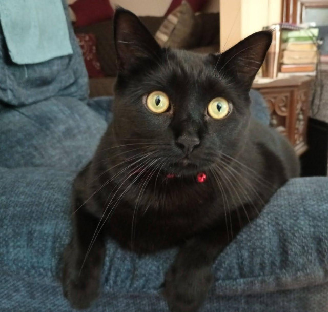 Our big black cat, named Doodle, is lying on a blue loveseat with his two forelegs draped over the back of the headrest.  He is looking towards the camera with huge yellow eyes that look like perfect circles.  His long black whiskers frame his face.  A red collar is around his neck.