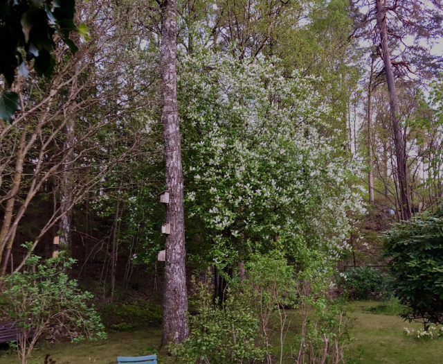Hägg i blom