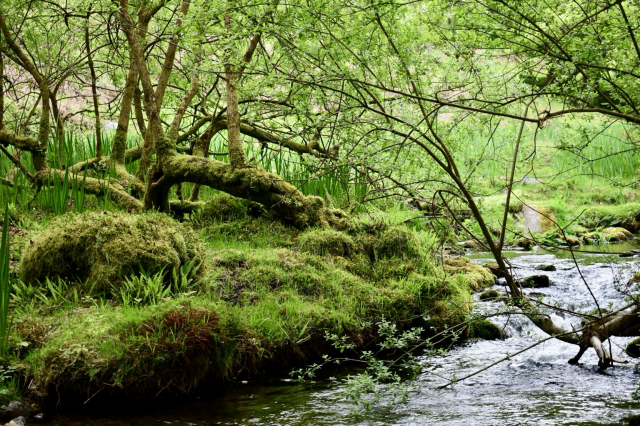 A mossy willow next to a stream 