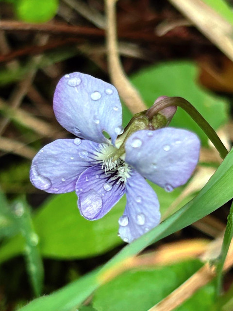 Closeup of a light blue flower with five petals on a drooping stem. Numerous tiny rain drops cling to the petals.