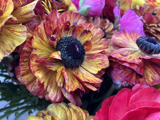 A gorgeous fully open ranunculus bloom — yellow petals with scarlet striping. It's surrounded by other blooms, which you just see in part, of various colors. 