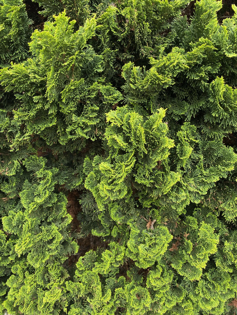A close-up view of lush, green foliage, featuring dense, textured leaves that create a vibrant natural pattern.