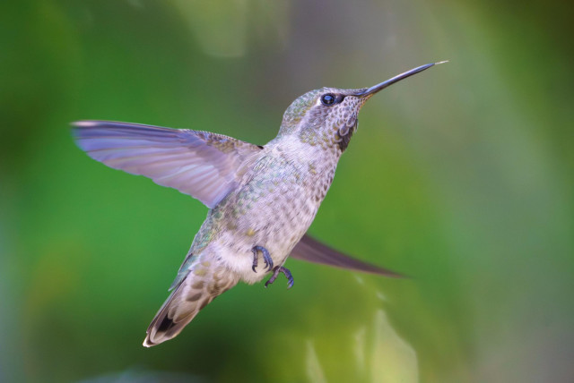 A female Anna’s hummingbird, side on, mid hover, with its tongue slightly out