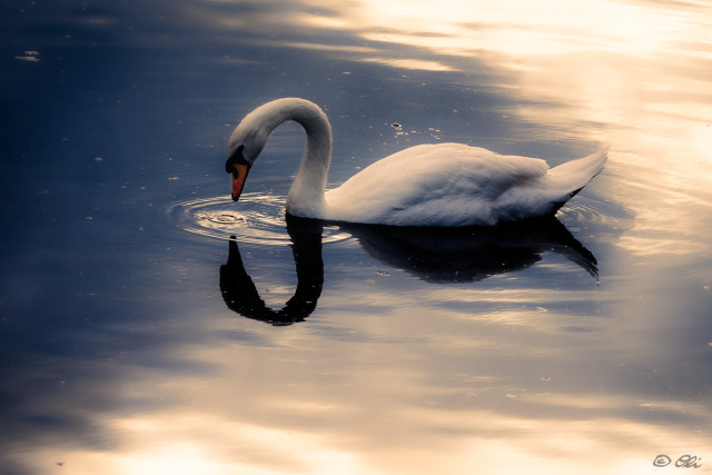 A white swan with dark reflection swimming in calm water.