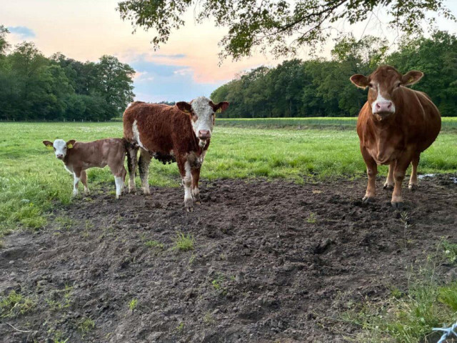 Viehdiebstahl in Brandenburg: Dritte Rinderherde spurlos verschwunden