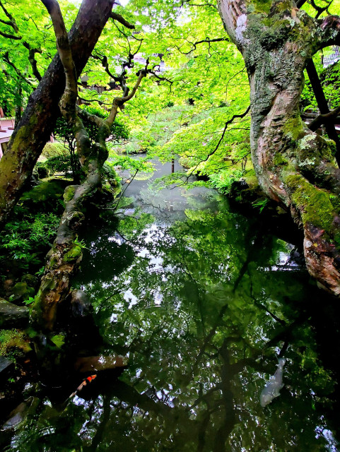 A rainy day and the fresh green leaves pop with colour at Eikan-do's abbot's quarters' pond.