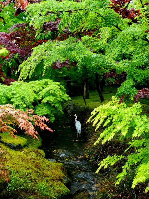 A heron hunts beneath a canopy of green leaves at Eikan-do.