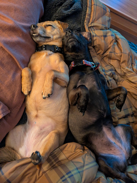 A small black and a small brown dog lie on their backs with their feet in the air, cuddled against my leg and each other. You can't tell in the picture, but they're snoring.