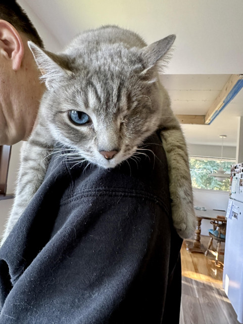 Doots, a one-eyed Lynx Point Siamese cat, draped across the shoulders of his human daddy, as he stares directly at the camera and straight into your soul with his one magical blue eye. 