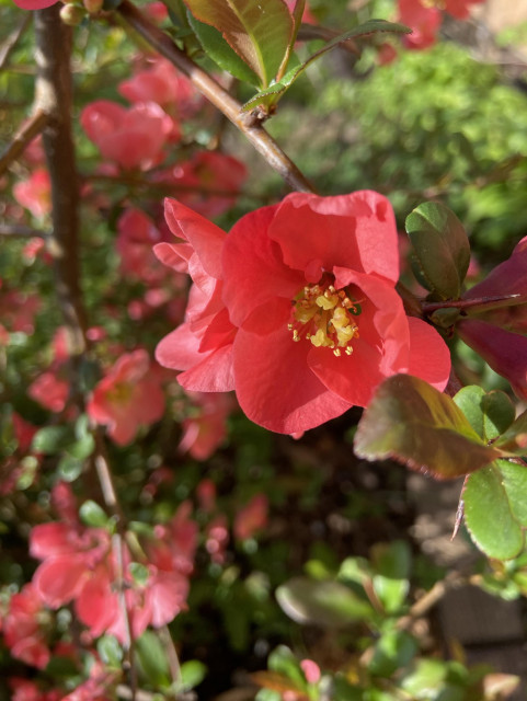 A bright pink quince flower with yellow stamens, with a whole shrub full of more flowers in the background. 