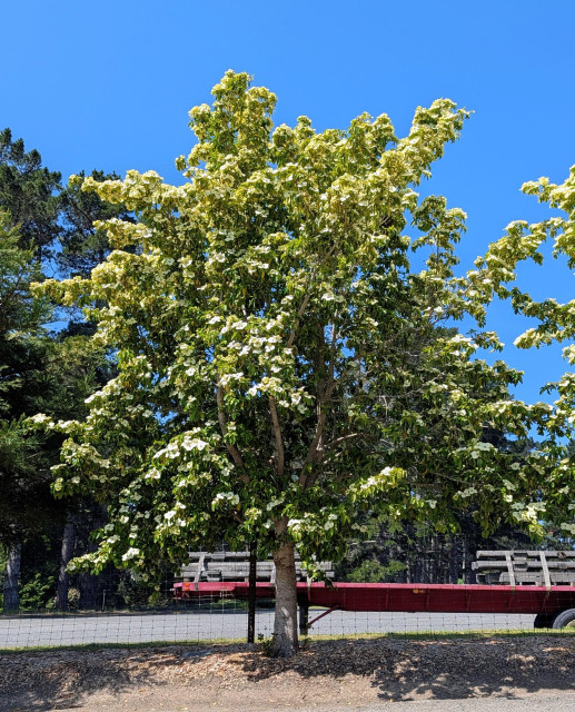 A dogwood tree in full bloom on a blue sky day.