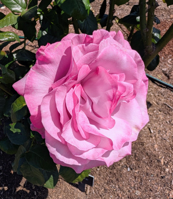A wide open pink rose blossom.