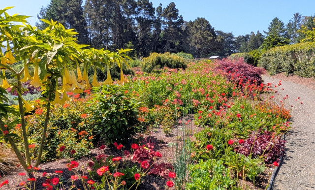A section of the native plant garden. 