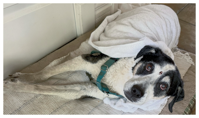 Linus, a dog, wet & swaddled in a towel, laying on his side & looking at camera clearly asking, “why momma? why?”