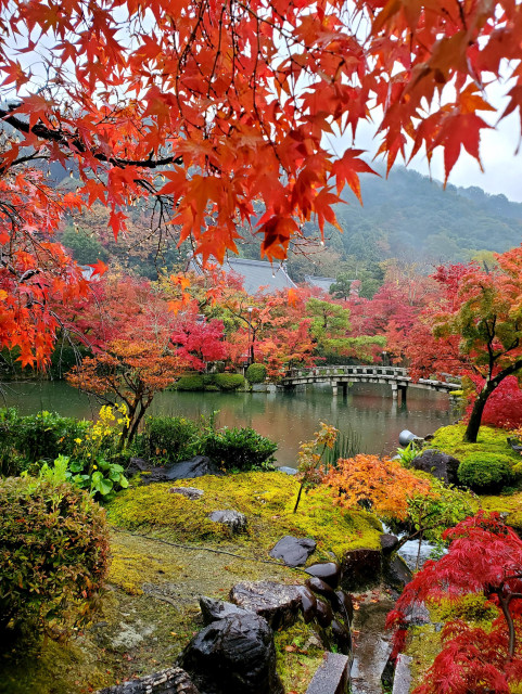 Eikan-do's pond during the height of autumn colours.