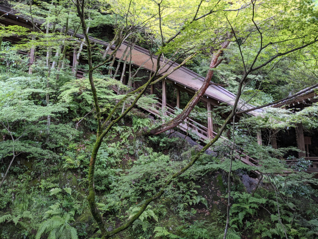 The 'Reclining Dragon Corridor' curls up the mountainside from the Founder's Hall at Eikan-do like the spine of a resting dragon.