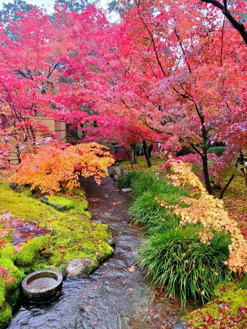 Green, yellow and red leaves in the grounds of Eikan-do.