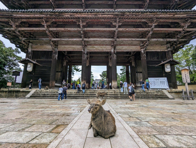 A deer sits before Todai-ji's great Nandai-mon gate.
