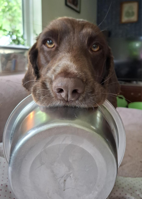 A brown spaniel has a stainless steel bowl in her mouth sitting on a settee with a pink cover and is staring at me with soft spaniel eyes