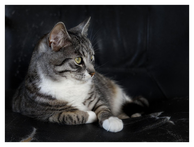 En liggande bild på katten Sonja som ligger i en svart fåtölj och tittar åt höger.