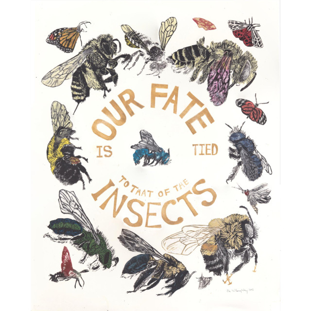 As described this 16” x 20” linocut print combines gold text in a central circle reading “OUR FATE” arching upwards, “IS TIED” horizontally across the middle, “TO THAT OF THE INSECTS” arching downwards in two lines with insects. Clockwise from top: two leaf cutter bees (Megachile relativa and M. brevis), the Imperial moth (Eacles imperialis), the Virgin Tiger moth (Apantesis virgo), an Isabella’s Longwings butterfly (Nymphalidae Eueides isabella), a blue orchard mason bee (Osmia lignaria), a firefly (Photinus pyralis), the rusty patched bumblebee (Bombus affinis), a white underwing moth (Catocala relicta), an eastern carpenter bee (Xylocopa virginica), a sweat bee (Agapostemon sericeus), a hummingbird clearwing moth (Hermaris thysbe), the common eastern bumblebee (B. impatiens), a long-horned bee (Melissodes sp.), a monarch butterfly (Danaus plexippus) and centre: eastern snail-shell nesting bee (O. conjuncta).